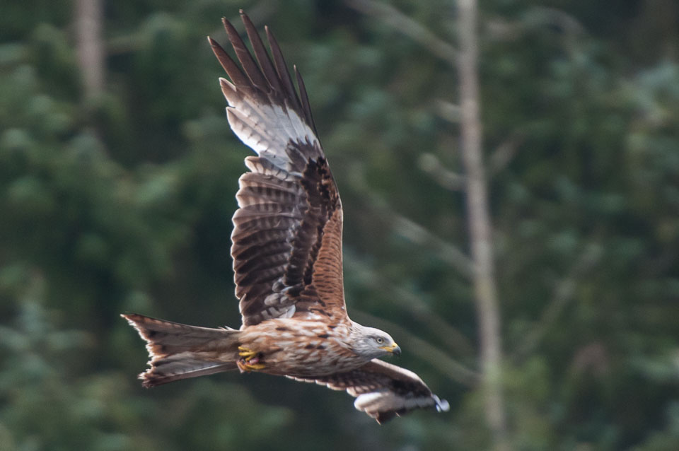 20130520Nant-Yr-Arian0062.jpg