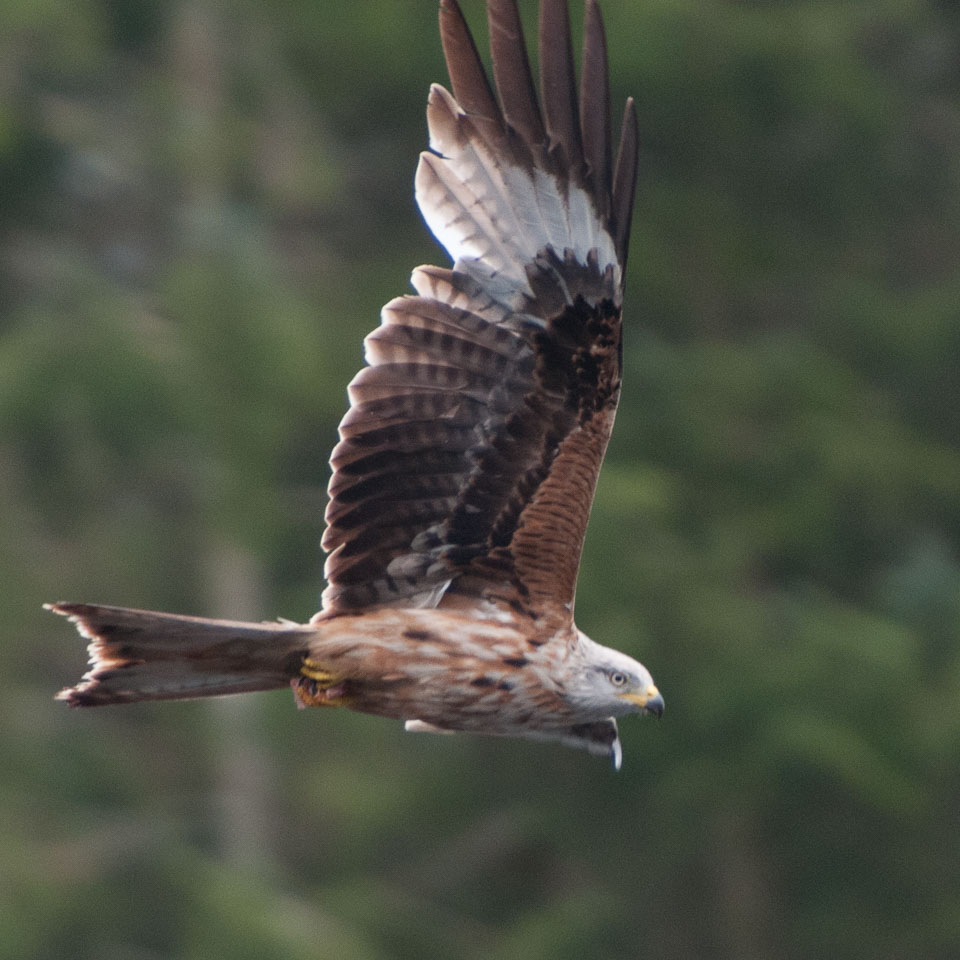 20130520Nant-Yr-Arian0064.jpg