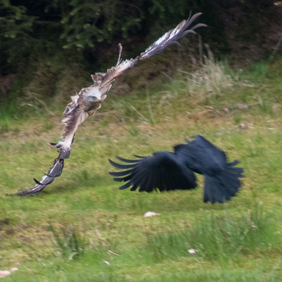 20130520Nant-Yr-Arian0073.jpg