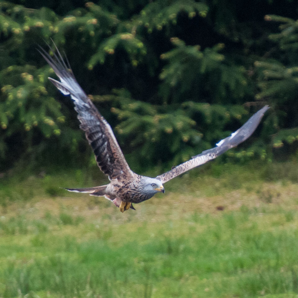 20130520Nant-Yr-Arian0079.jpg