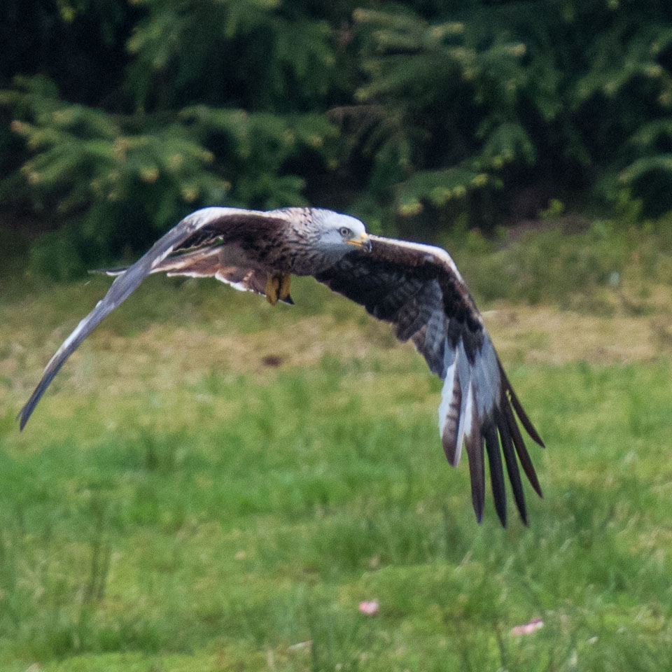 20130520Nant-Yr-Arian0080.jpg