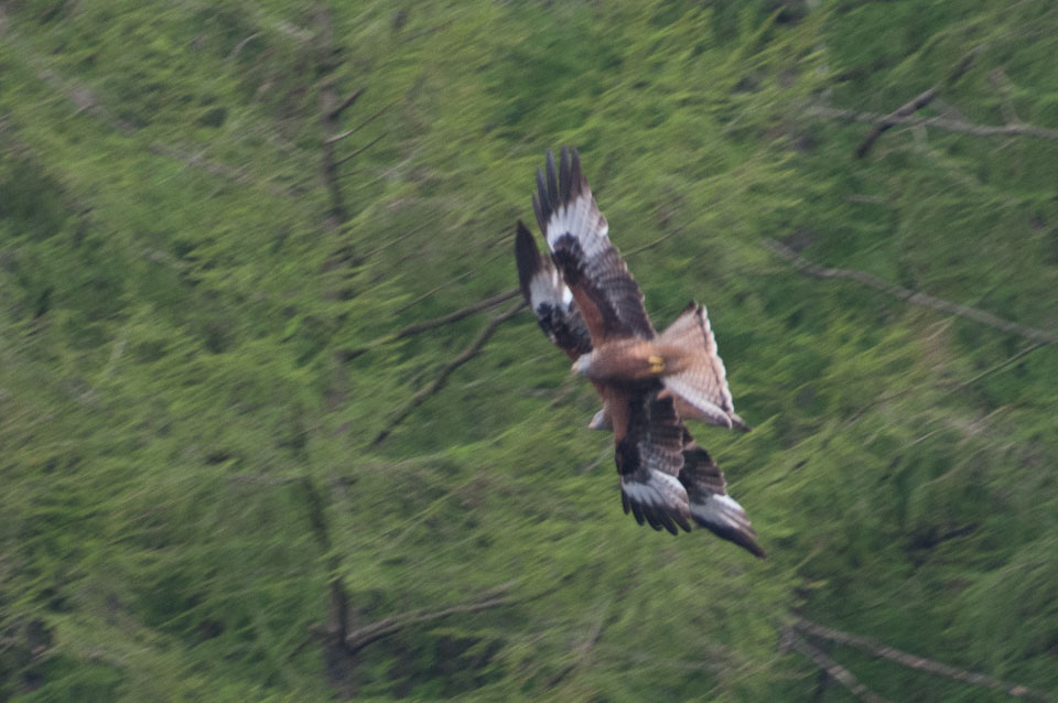 20130520Nant-Yr-Arian0096.jpg