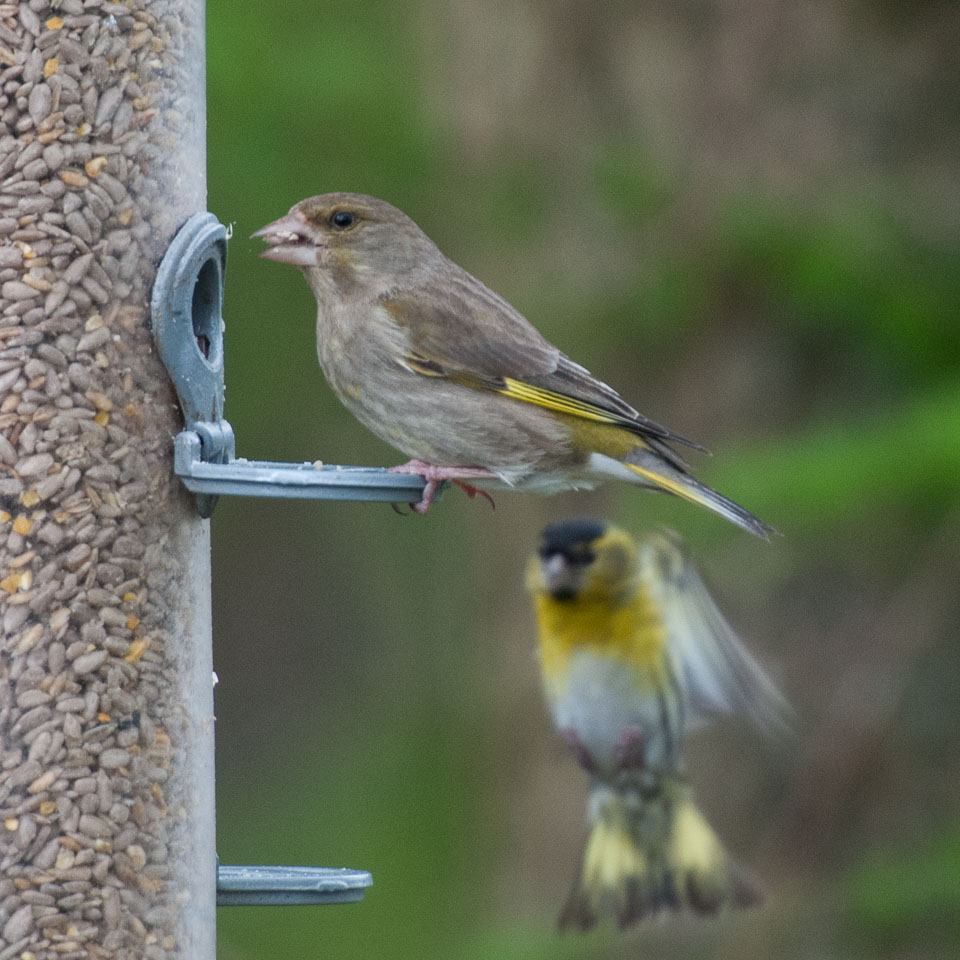 20130520Nant-Yr-Arian0195.jpg