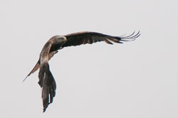 20130520Nant-Yr-Arian0018.jpg