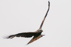 20130520Nant-Yr-Arian0019.jpg