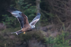 20130520Nant-Yr-Arian0043.jpg