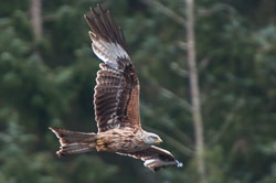 20130520Nant-Yr-Arian0062.jpg