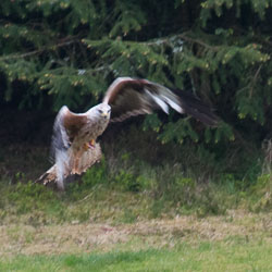 20130520Nant-Yr-Arian0151.jpg