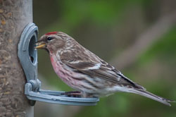 20130520Nant-Yr-Arian0192.jpg 20130520Nant-Yr-Arian0192.jpg