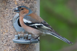20130520Nant-Yr-Arian0199.jpg 20130520Nant-Yr-Arian0199.jpg