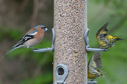 20130520Nant-Yr-Arian0201.jpg 20130520Nant-Yr-Arian0201.jpg