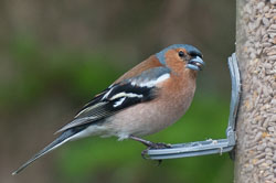 20130520Nant-Yr-Arian0202.jpg 20130520Nant-Yr-Arian0202.jpg