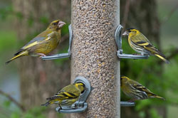 20130520Nant-Yr-Arian0204.jpg 20130520Nant-Yr-Arian0204.jpg