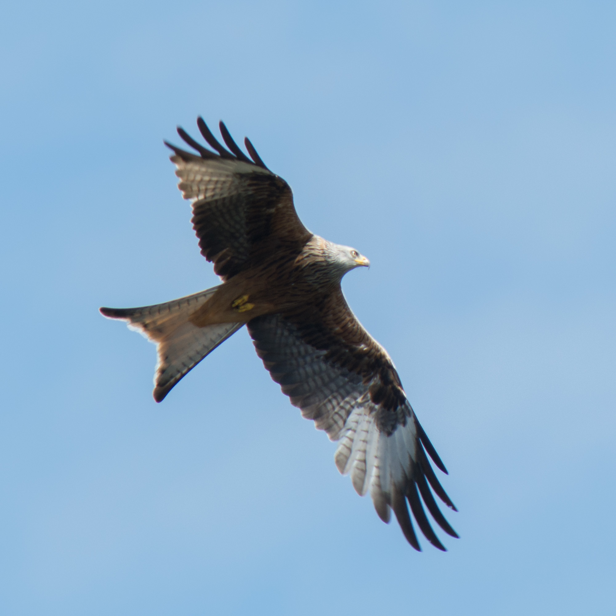 20140514Criccieth0121.jpg