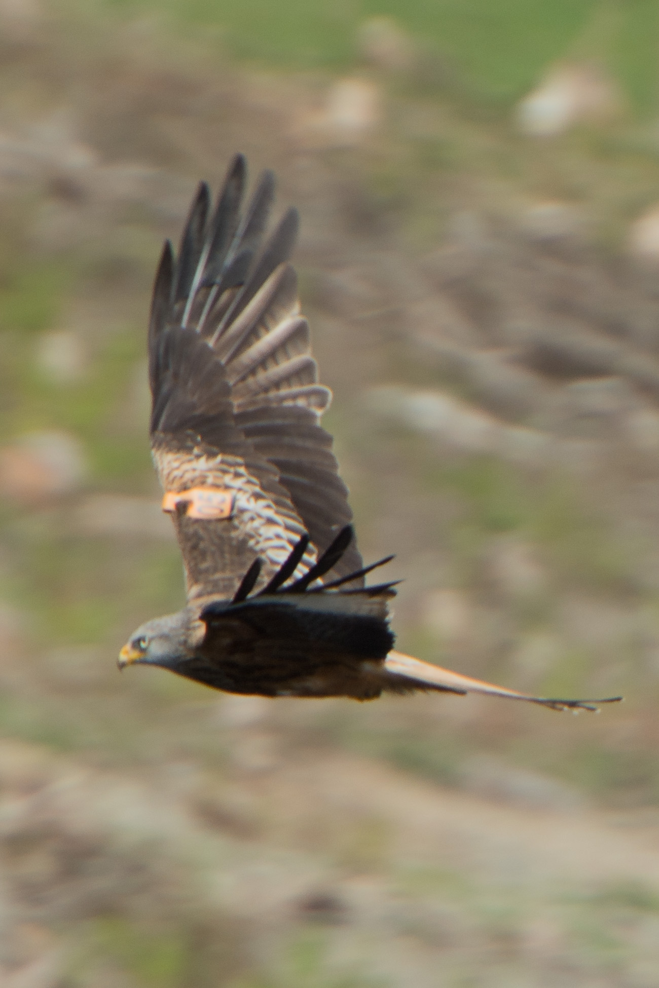 20140514Criccieth0165.jpg