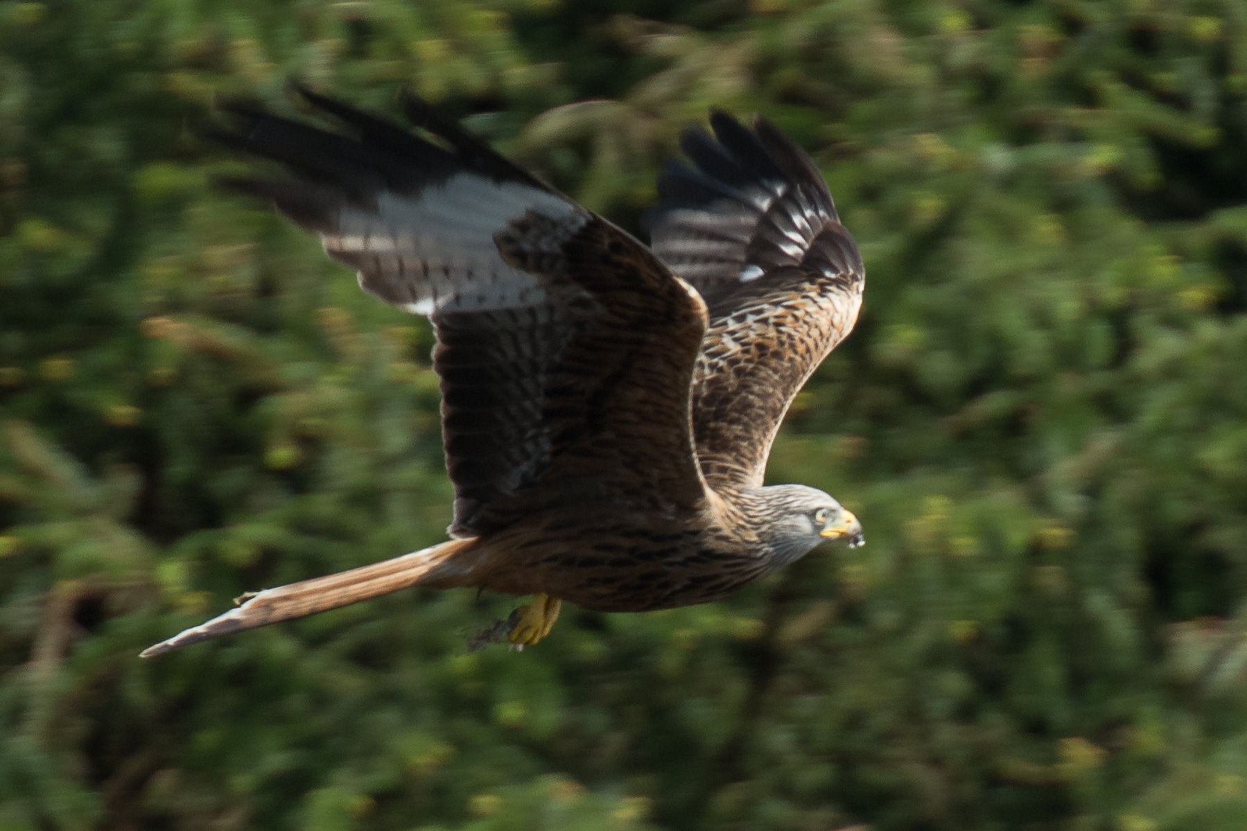 20140514Criccieth0230.jpg