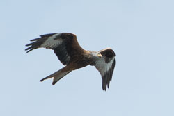 Nant yr Arian Birds, May 2014