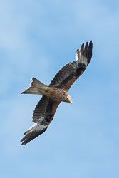 20140514Criccieth0267.jpg