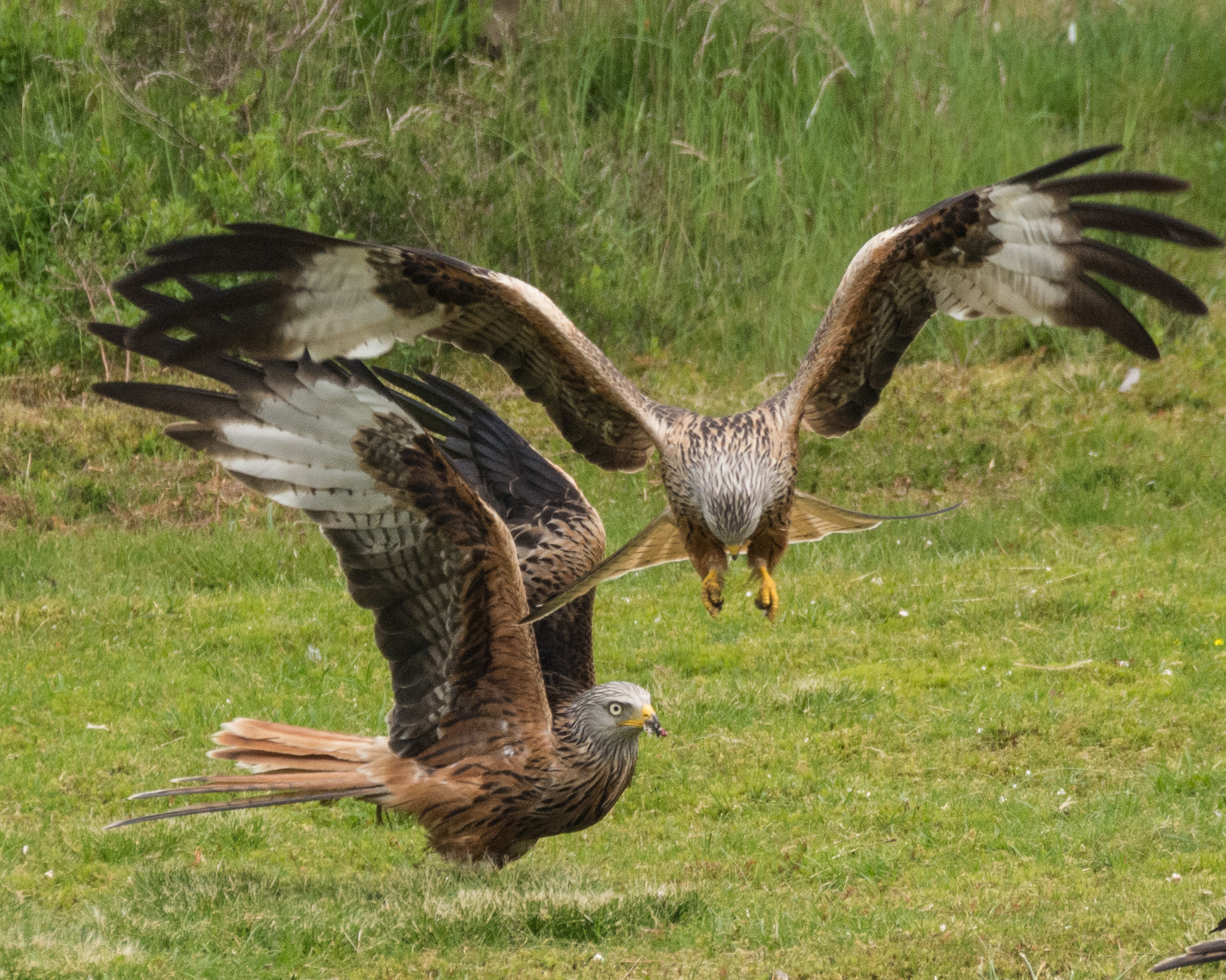 20160609NorthWales0233.jpg