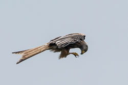 Nant yr Arian Birds, June 2016