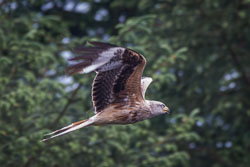 Nant yr Arian Birds, June 2016 Nant yr Arian Birds, June 2016