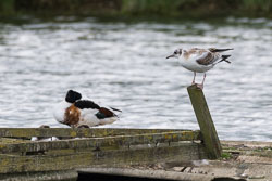 20160713Rutland0029.jpg