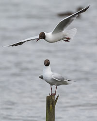 Rutland Water, July 2016