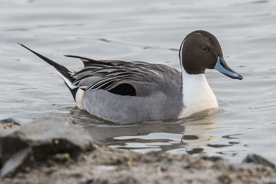 20170124Slimbridge0028.jpg