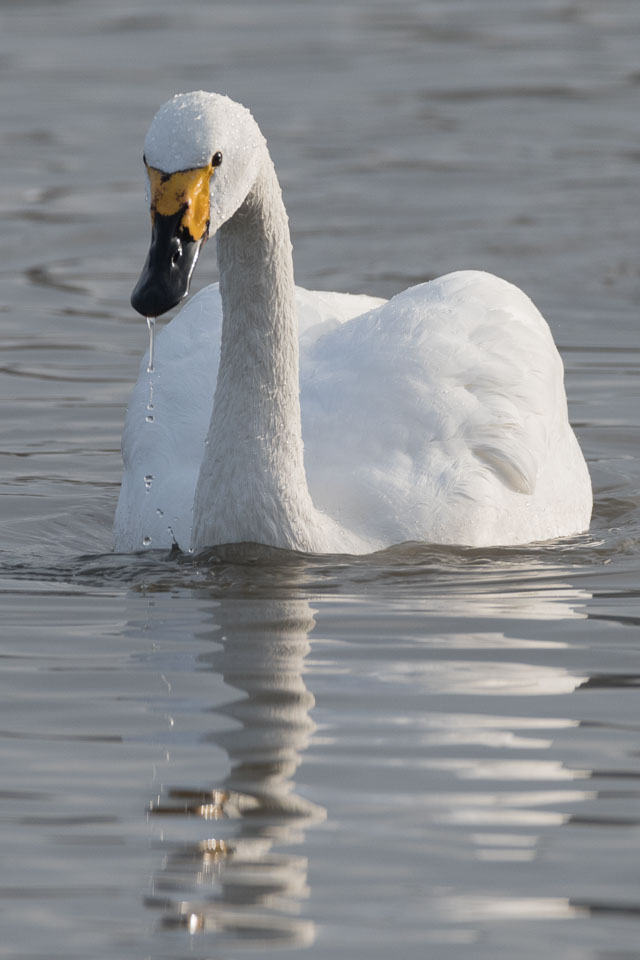 20170124Slimbridge0040.jpg