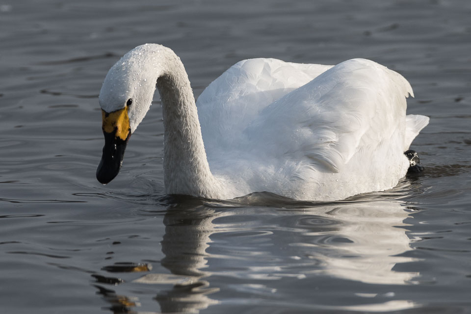 20170124Slimbridge0043.jpg