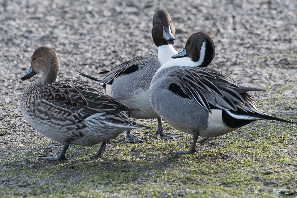 20170124Slimbridge0051.jpg