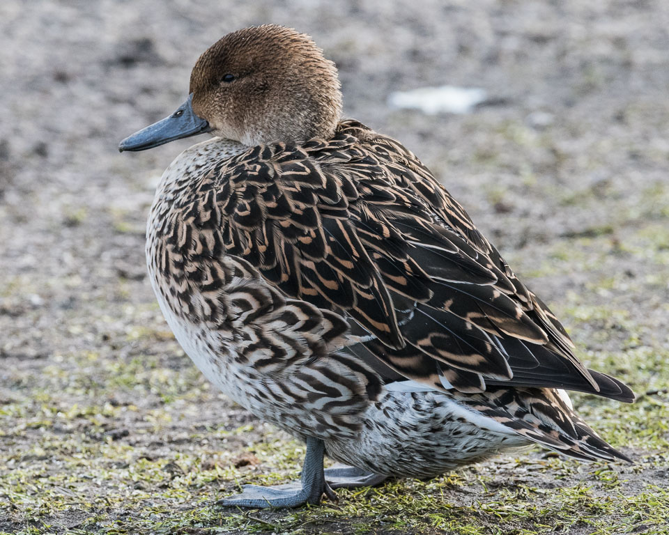 20170124Slimbridge0061.jpg