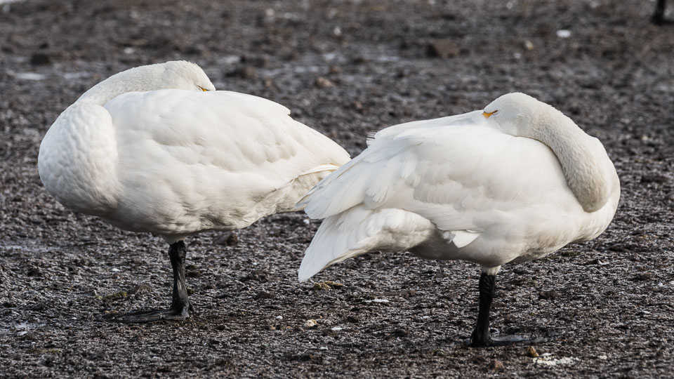 20170124Slimbridge0074.jpg