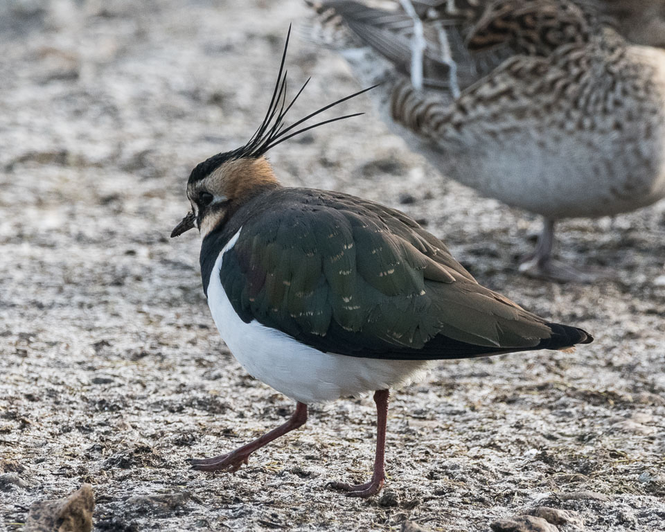 20170124Slimbridge0080.jpg