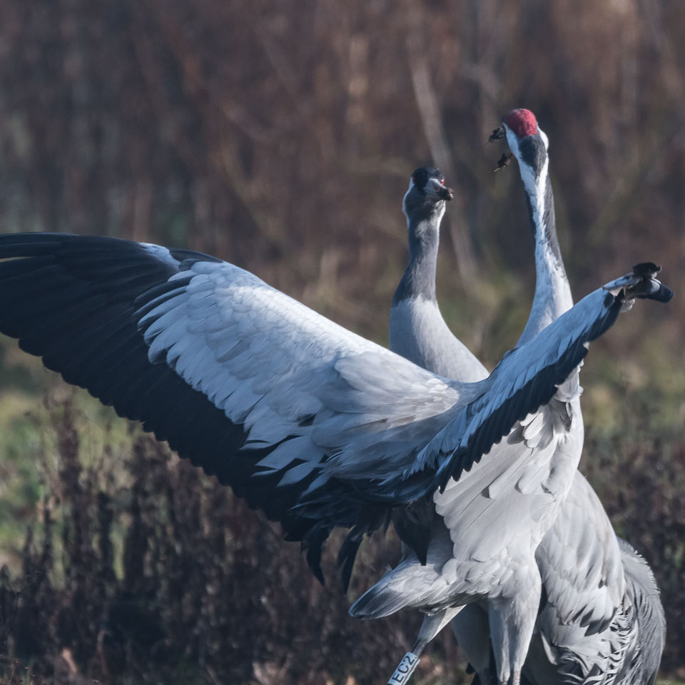 20170124Slimbridge0139.jpg