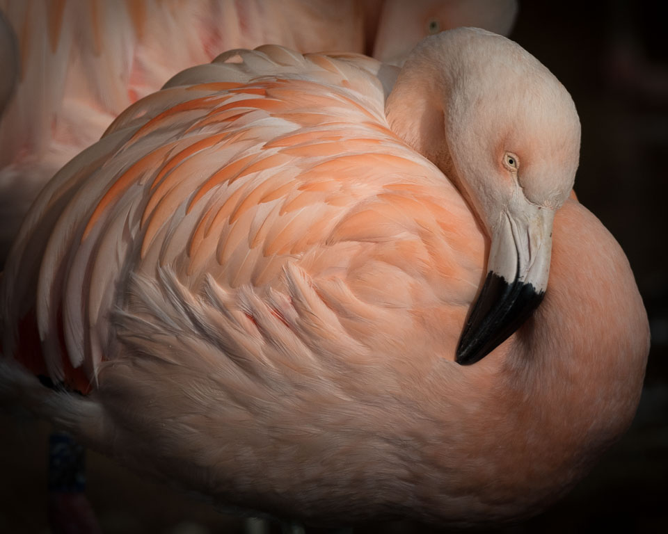 20170124Slimbridge0186.jpg