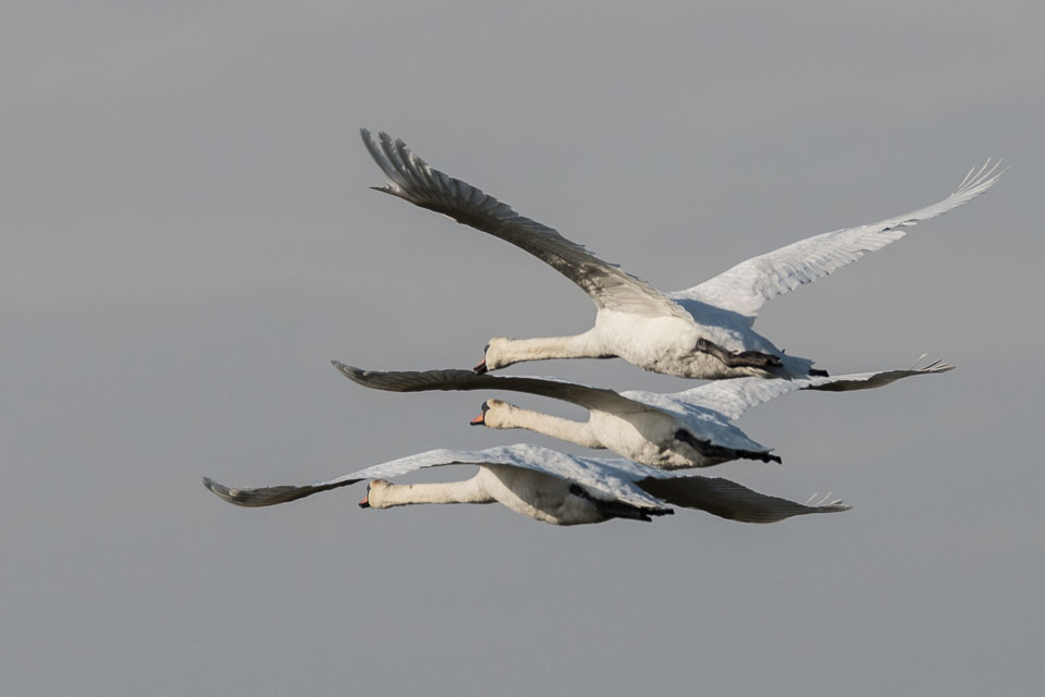 20170124Slimbridge0192.jpg