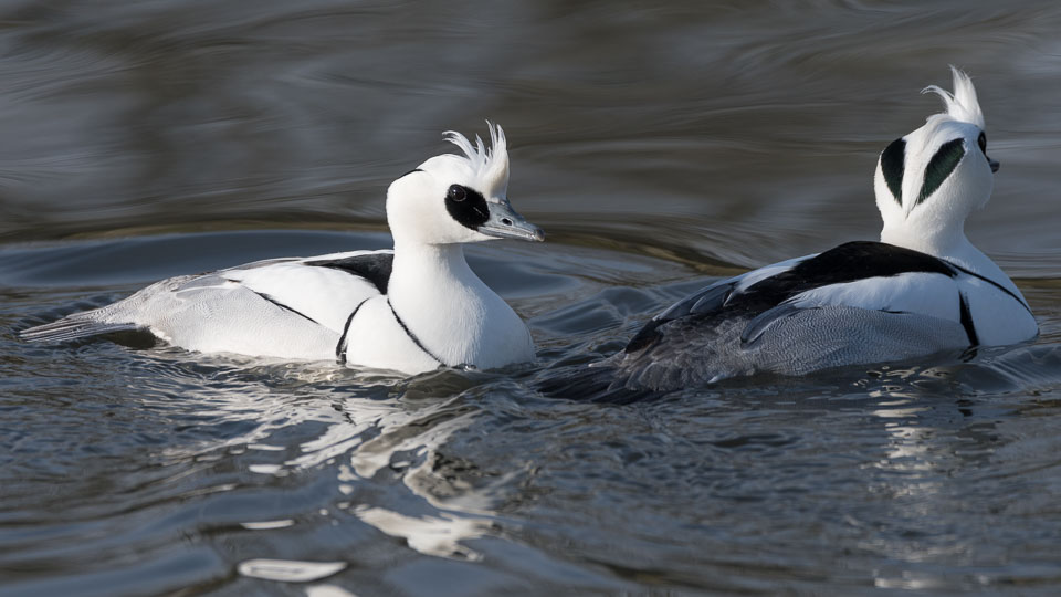 20170124Slimbridge0227.jpg