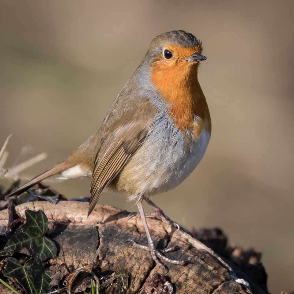 20170124Slimbridge0239.jpg