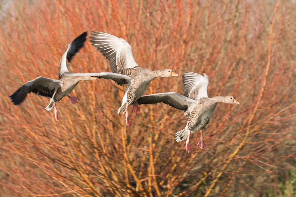 20170124Slimbridge0278.jpg