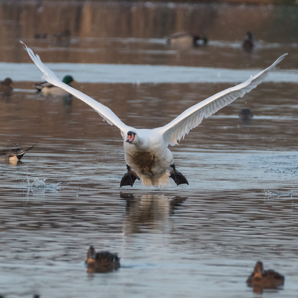 20170124Slimbridge0642.jpg