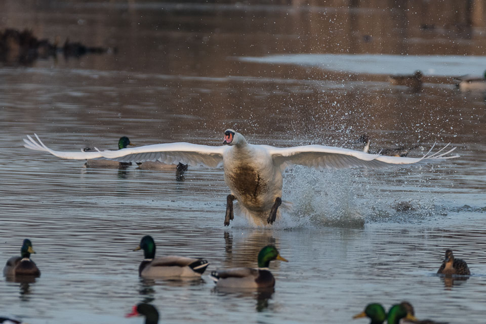 20170124Slimbridge0646.jpg