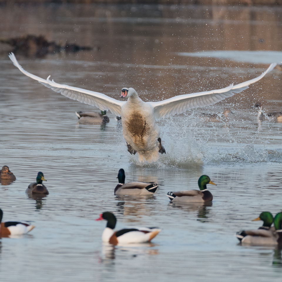 20170124Slimbridge0647.jpg