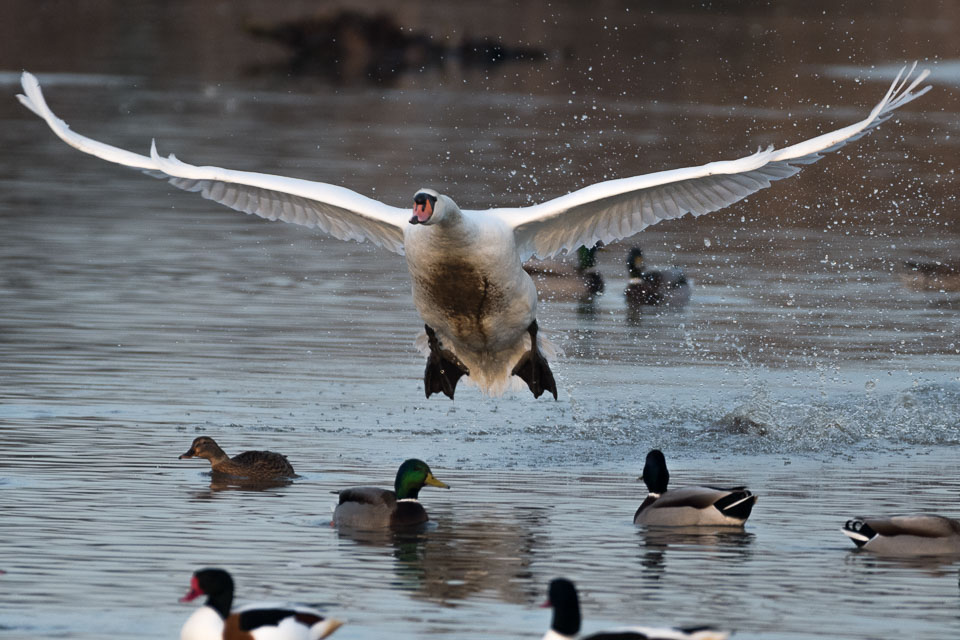 20170124Slimbridge0651.jpg