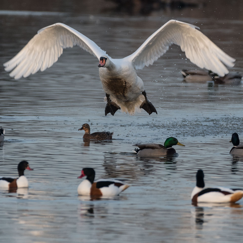 20170124Slimbridge0653.jpg