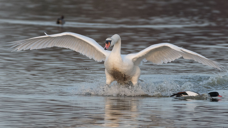 20170124Slimbridge0655.jpg