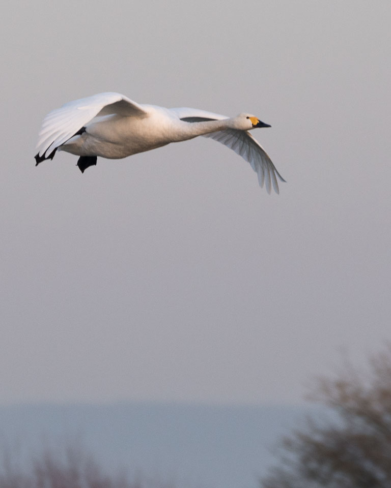 20170124Slimbridge0733.jpg