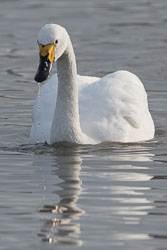 20170124Slimbridge0040.jpg