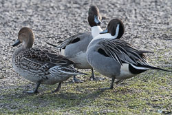 20170124Slimbridge0051.jpg