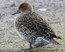 20170124Slimbridge0061.jpg